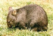 wombat2.jpg