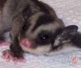 sugarglider.jpg