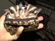 sugarglider2.jpg