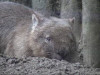 wombat.jpg